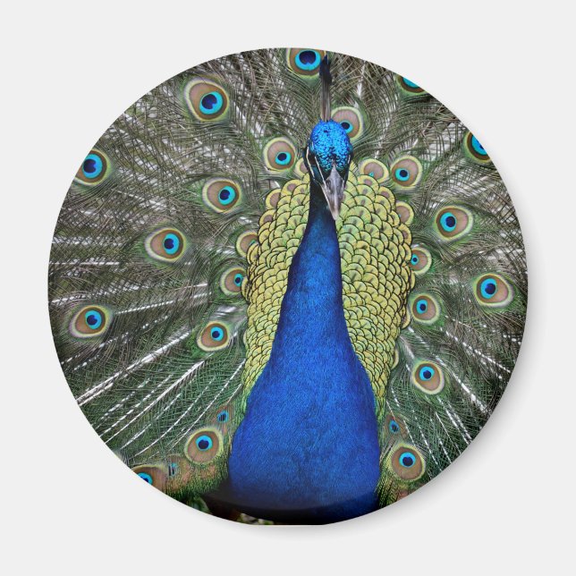 Imán Majestic Peacock Magnet (Frente)