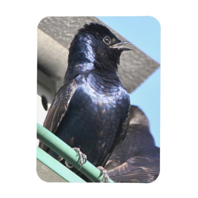 Imán Majestic Purple Martin (Vertical)