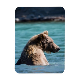 Imán Majestuoso Oso Pardo de Alaska