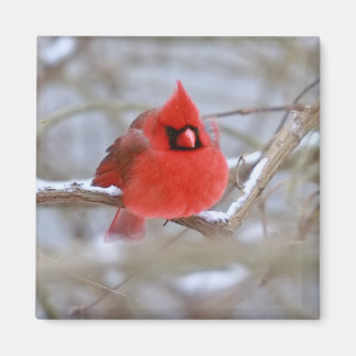 Imán Make_Cardinal_Magnet