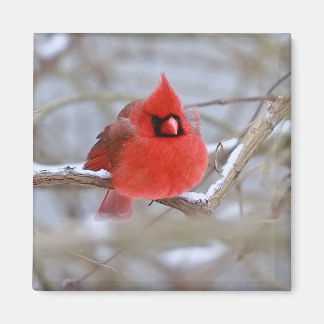 Imán Make_Cardinal_Magnet (Frente)