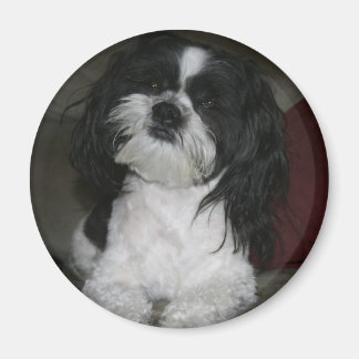 Imán Mal-Shi Magnet