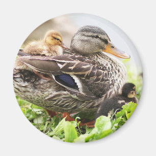 Imán Málaga Femenina Rodeada De Ducklings