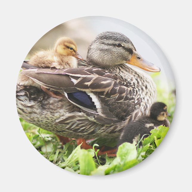Imán Málaga Femenina Rodeada De Ducklings (Frente)
