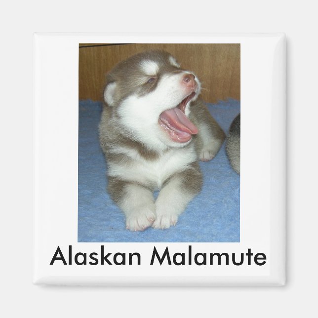 Imán Malamute de Alaska, Malamute de Alaska (Frente)