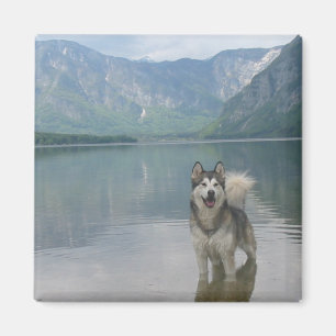 Imán Malamute Dog Square Magnet