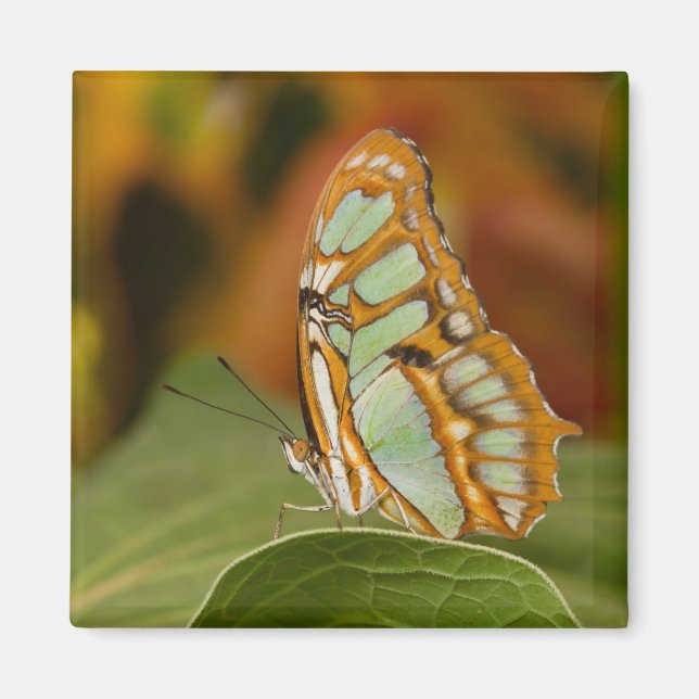 Imán Malaquita al borde de una hoja (Frente)