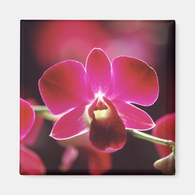 Imán Malasia, Orquídea (Frente)