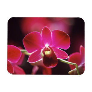 Imán Malasia, Orquídea