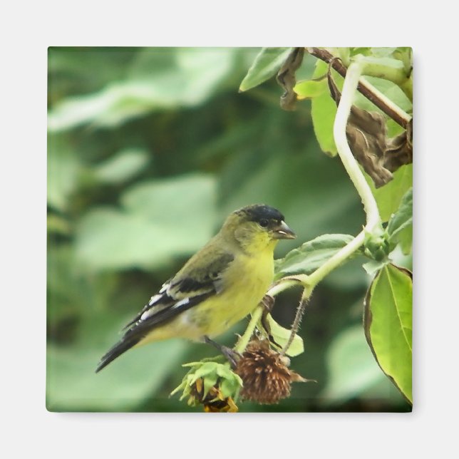 Imán Male American Goldfinch (Frente)