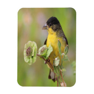Imán Male Goldfinch