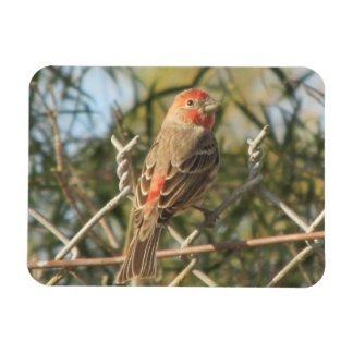 Imán Male House Finch