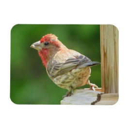 Imán Male House Finch Magnet