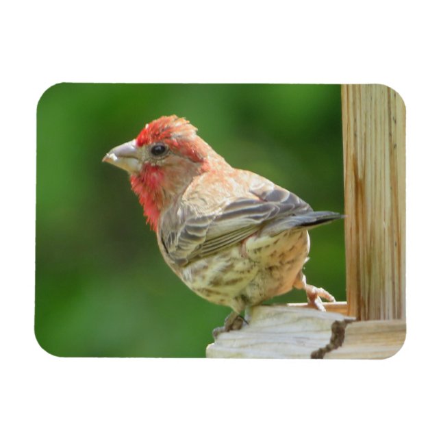 Imán Male House Finch Magnet (Horizontal)