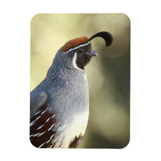 Imán Male Quail (Vertical)