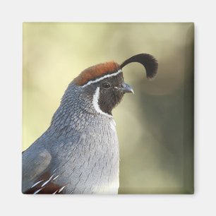 Imán Male Quail