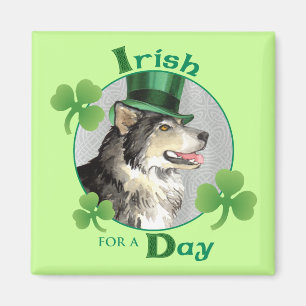 Imán Malemute del Día de San Patricio