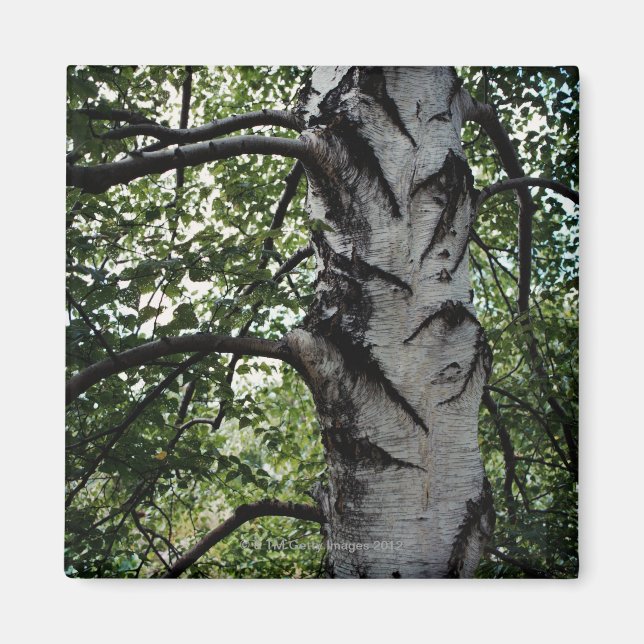 Imán Maletero asustado del árbol de haya (Frente)