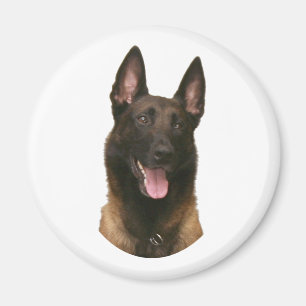 Imán malinois belga