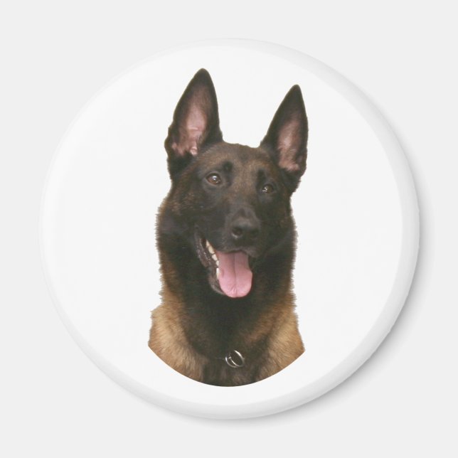 Imán malinois belga (Frente)
