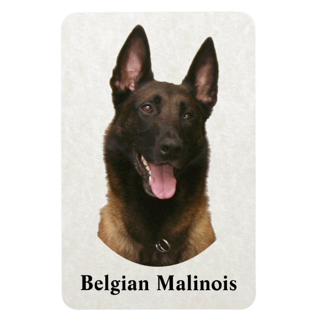 Imán malinois belga (Vertical)