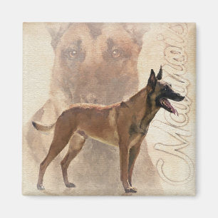 Imán Malinois - Pastor belga - Mechelaar