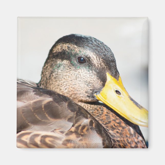 Imán Mallard (Frente)