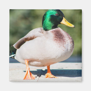 Imán Mallard Drake