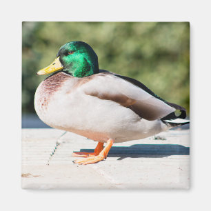Imán Mallard Drake