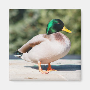 Imán Mallard Drake