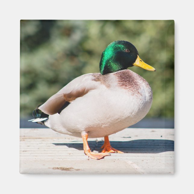 Imán Mallard Drake (Frente)