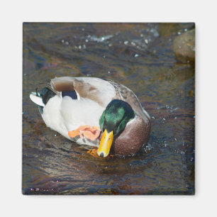 Imán Mallard Drake