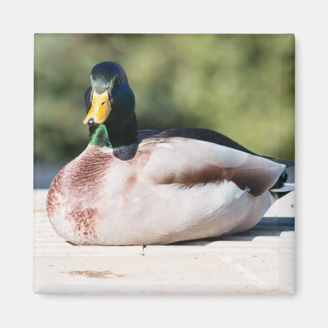 Imán Mallard Drake (Frente)