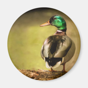 Imán Mallard Duck