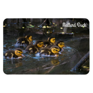 Imán Mallard Duck