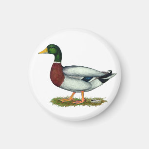 Imán Mallard Duck Drake
