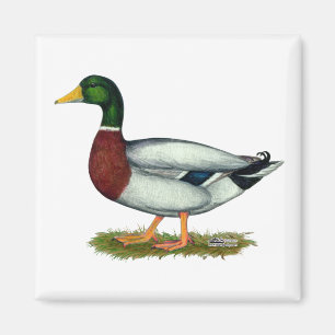 Imán Mallard Duck Drake