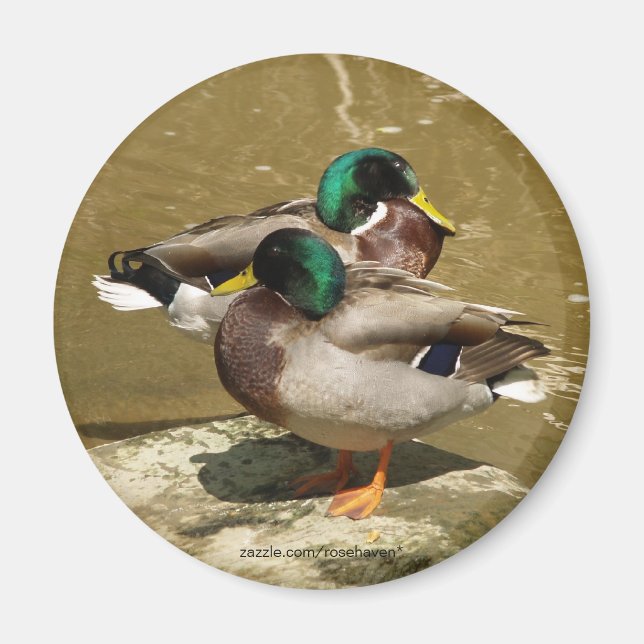 Imán Mallard Duck Magnet (Frente)