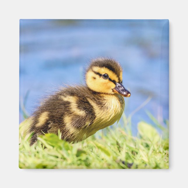 Imán Mallard Duckling (Frente)