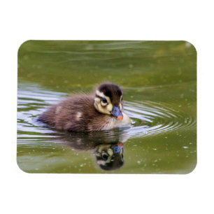 Imán Mallard Duckling