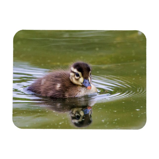 Imán Mallard Duckling (Horizontal)