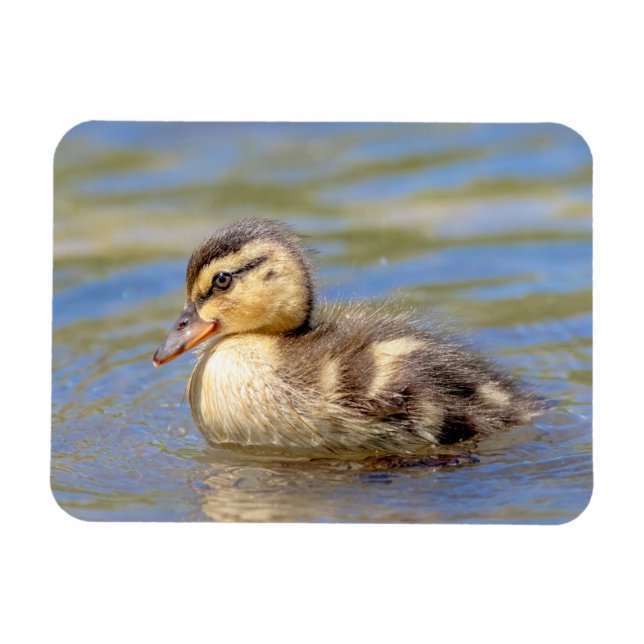 Imán Mallard Duckling (Horizontal)