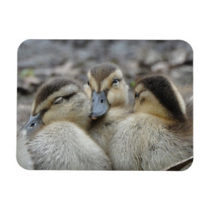 Imán Mallard Ducklings Malandando.