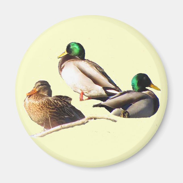 Imán Mallard Ducks (Frente)