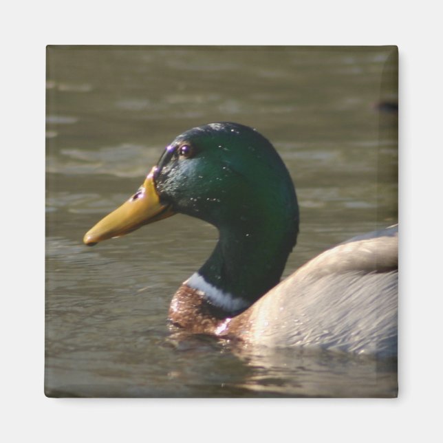 Imán Mallard Face (Frente)