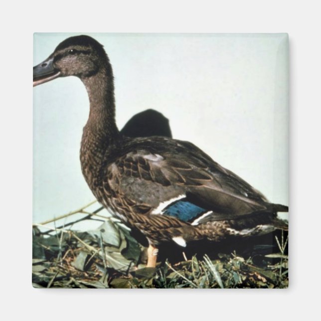 Imán Mallard Female (Frente)
