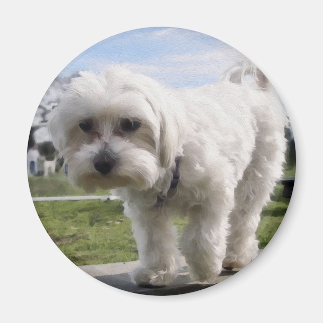 Imán Maltés (Frente)