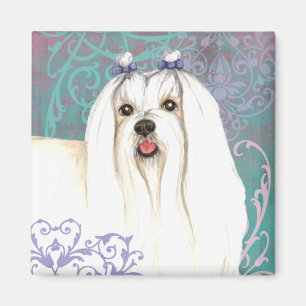 Imán Maltés elegante