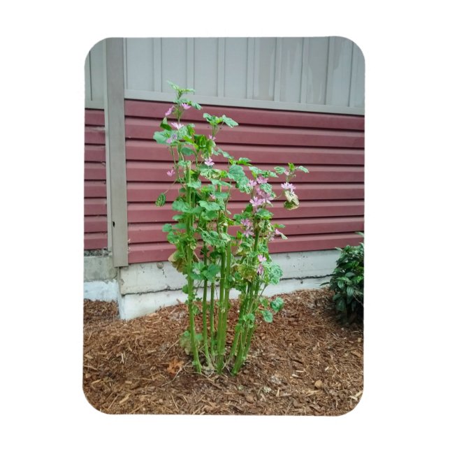 Imán Malva (Vertical)