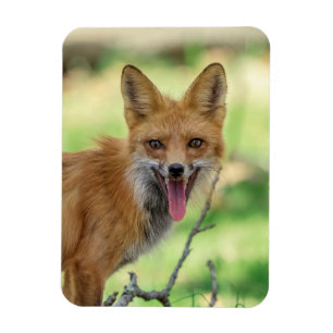 Imán Mama Fox en el Valle de Hudson